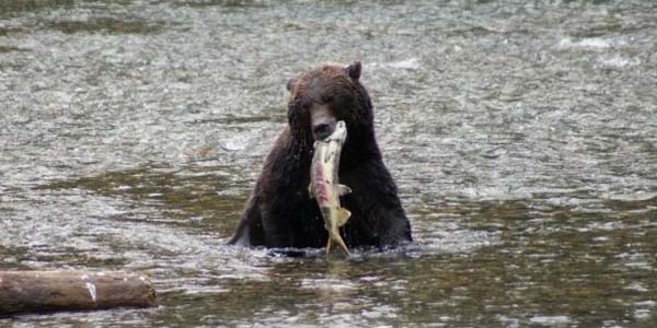 A big grizzly bear eating a freshly caught salmon
