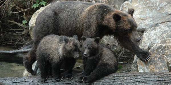 Two grizzly cubs and their mom on a log