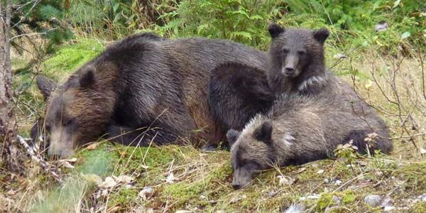 A grizzly family, mom and two cubs resting together
