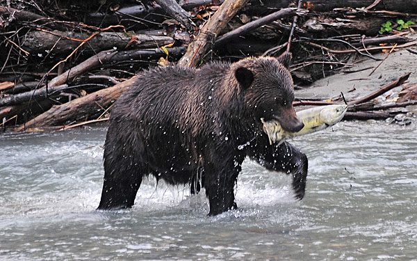 Grizzly bear with freshly caught salmon