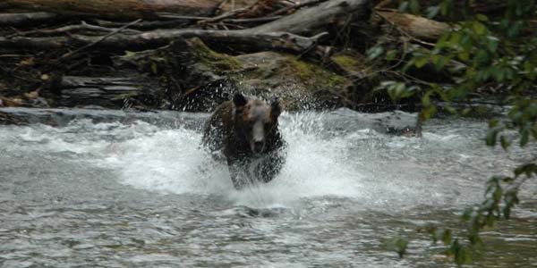 A grizzly charging through the water