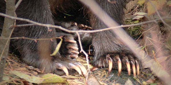 Close up photo of a grizzly bears claws
