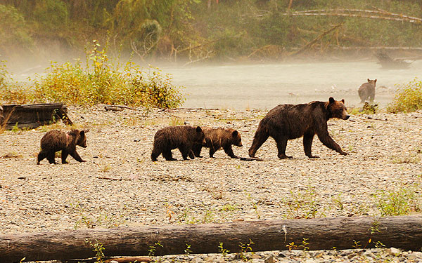 A family of grizzly bears out for a stroll