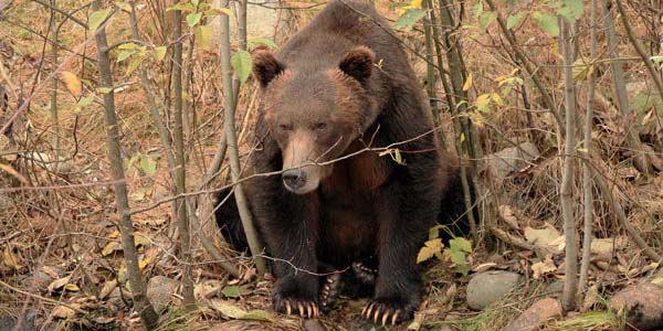 A paitient grizzly fishing from the bank