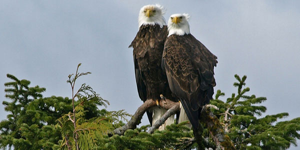 Two eagles perched
