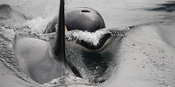 Two orcas playing