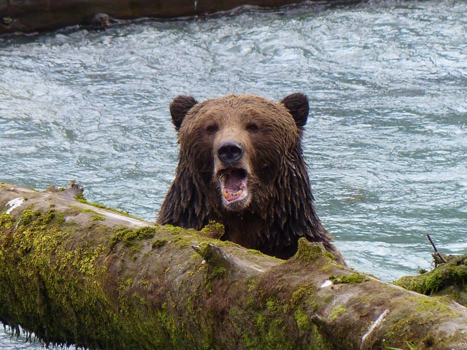 Big Grizzly