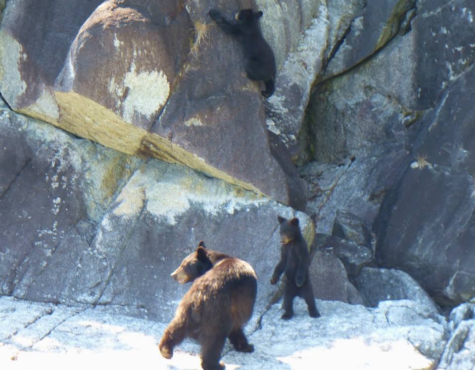 Black Bear and cubs