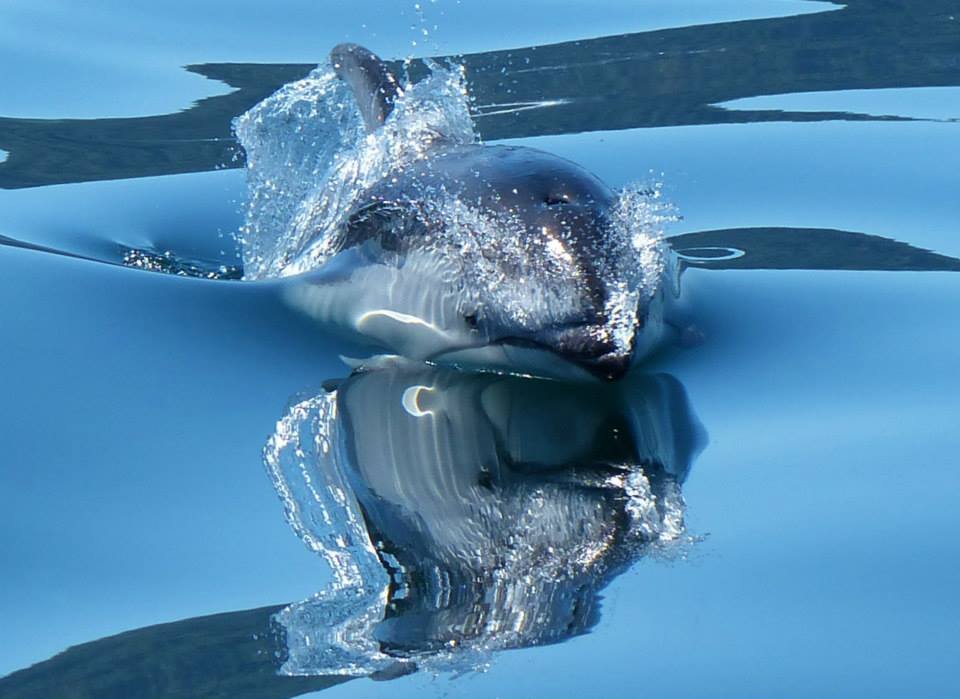 Dolphin Mirror image