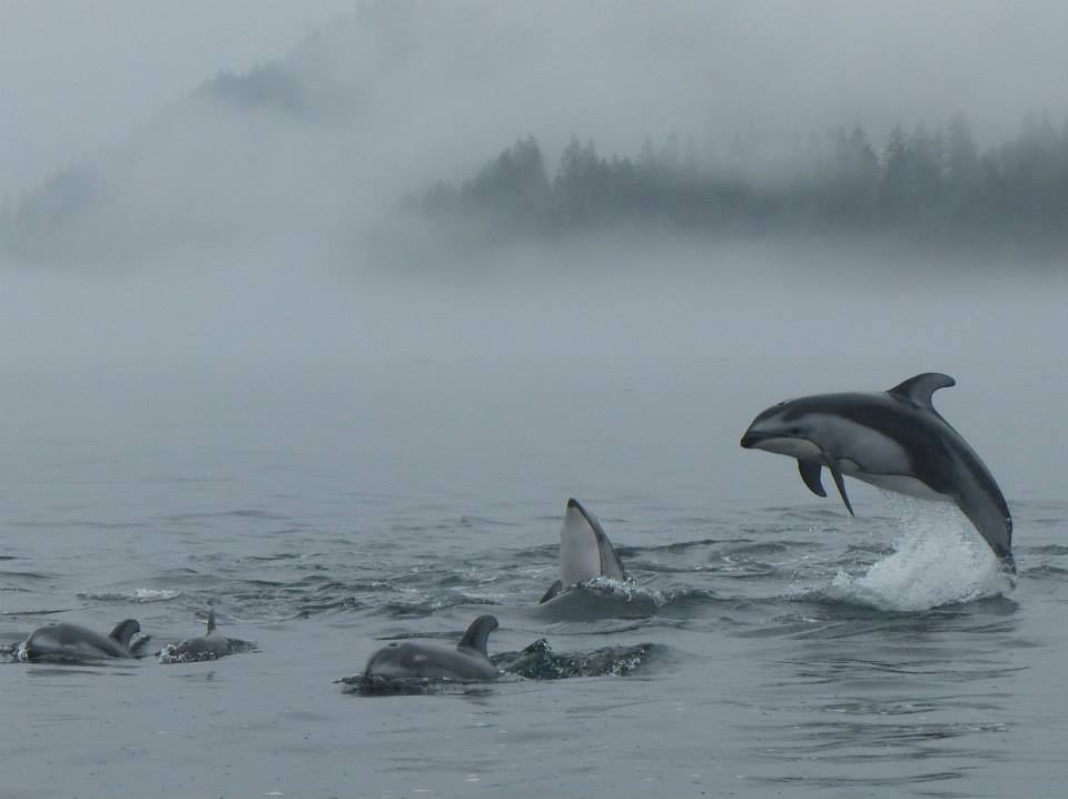 Dolphins in the mist