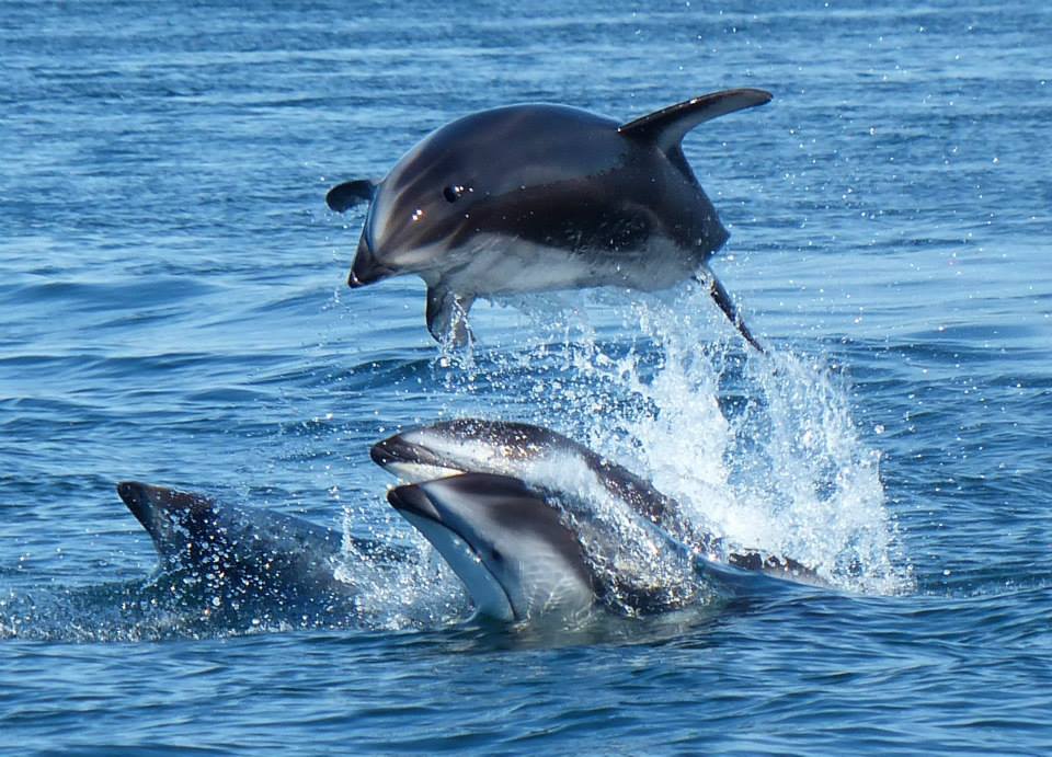 Dolphins leaping