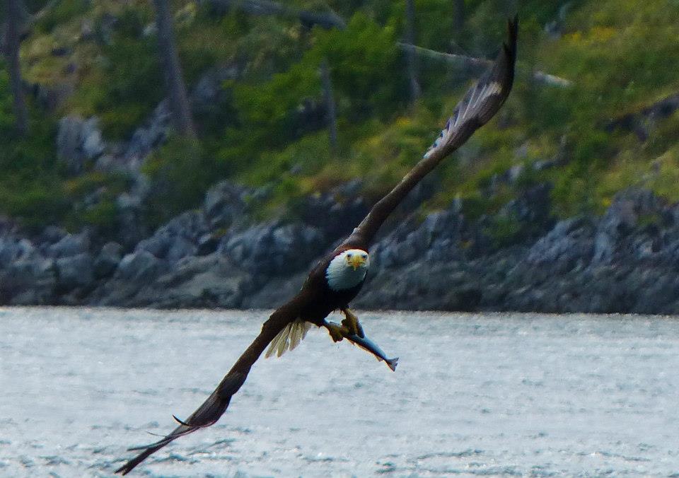 Eagle and Hake