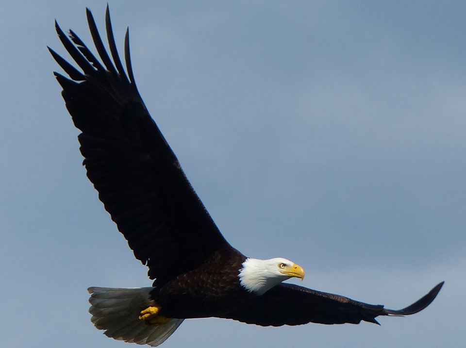 Eagle Soaring