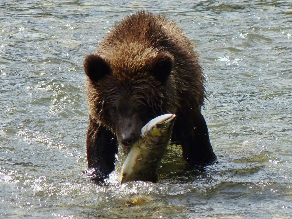 Grizzly Bear cub and salmon