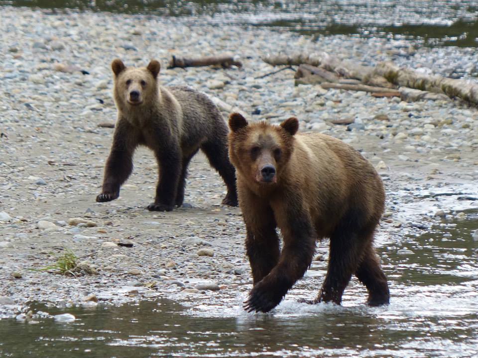 Grizzly Bear and big cub