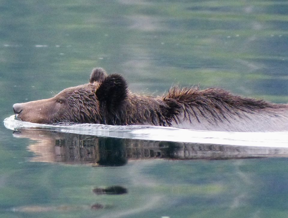 Grizzly in Ocean