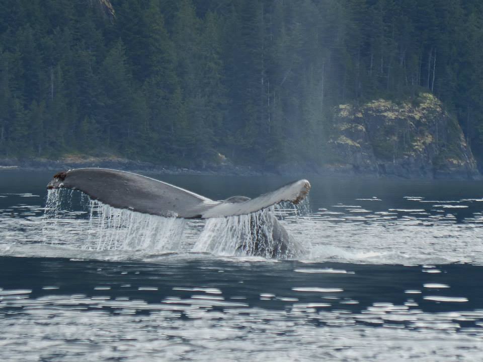 Humpback Tail Fluke
