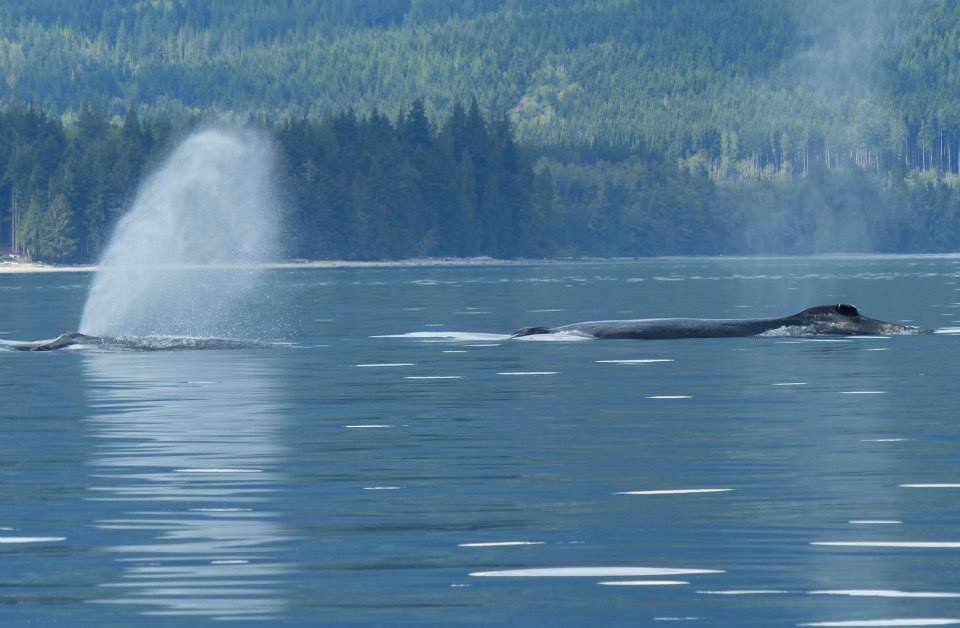 Humpback Whales