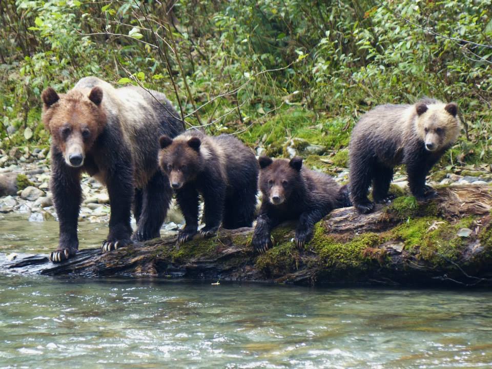 Grizzly Bear and 3 cubs