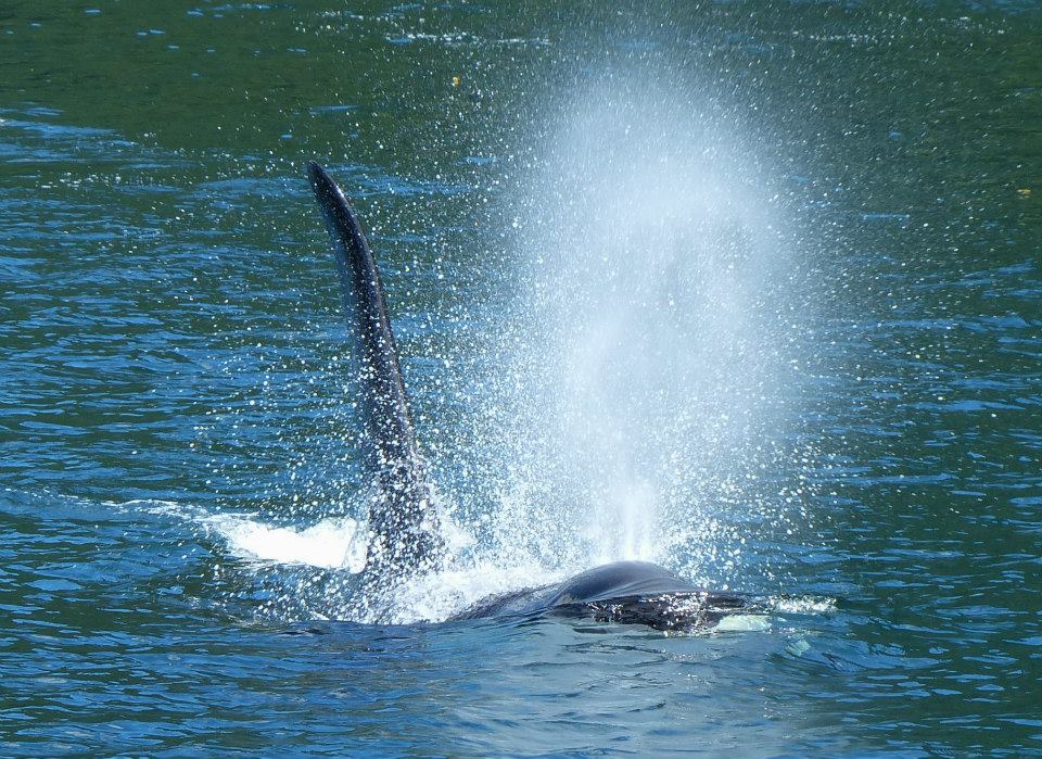 Orca blowing air