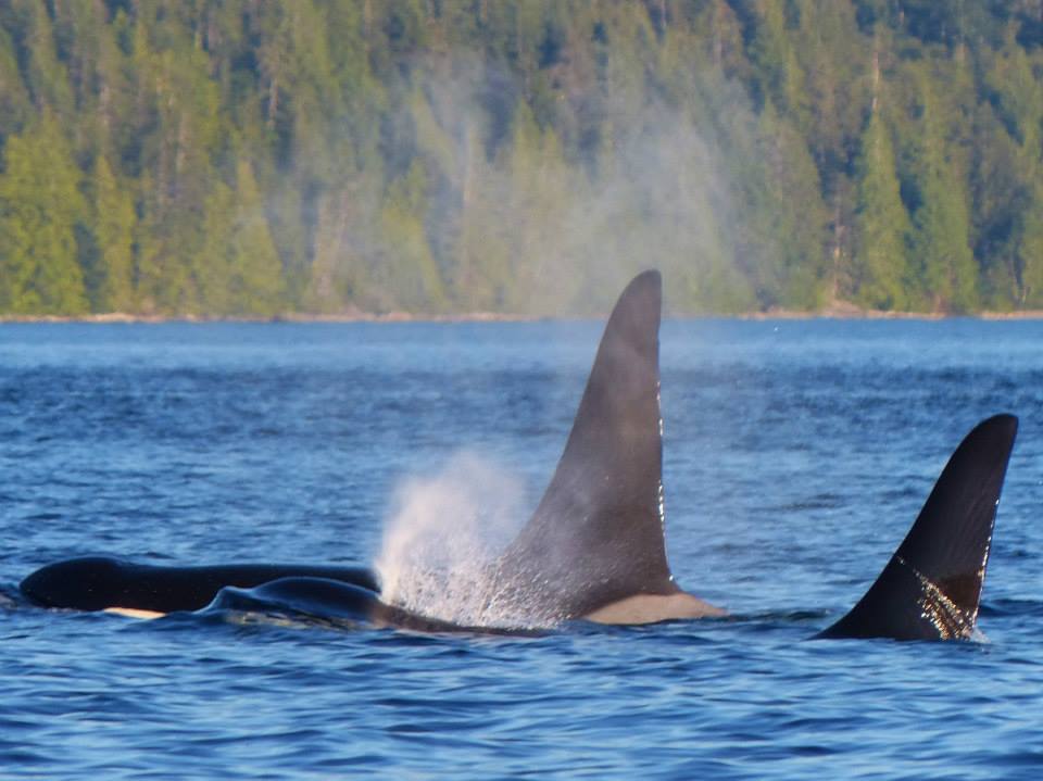 Orca brothers