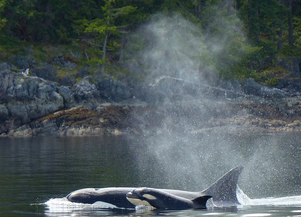 Orca and her calf