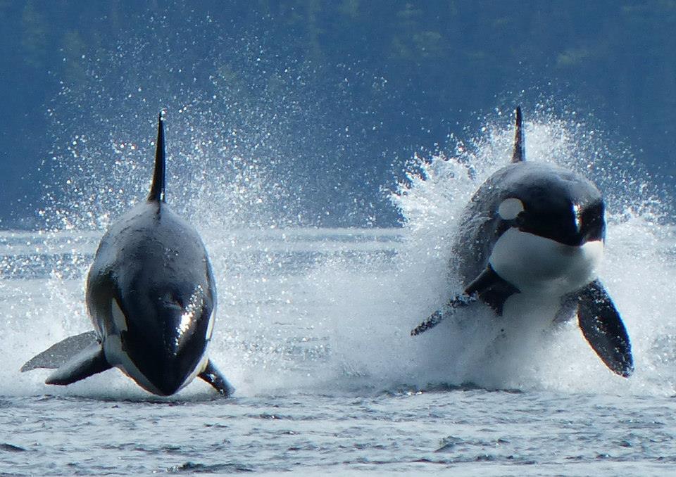 Orcas porpoising