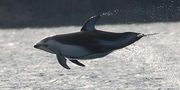 Dolphin jetting