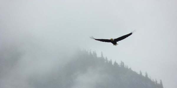 Eagle soaring in the mist