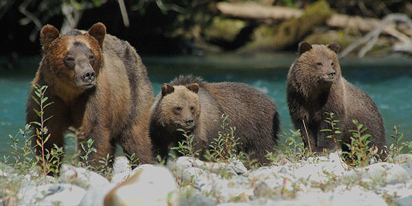 Grizzly Family, Mom and two cubs