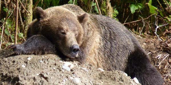 Sleeping Grizzly
