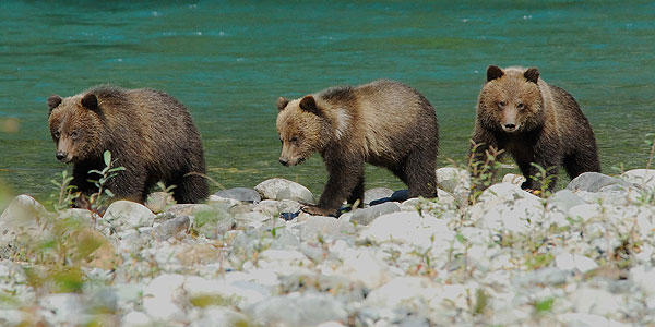 Trio of Grizzlies