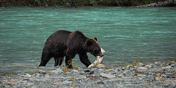 Grizzly Lunch