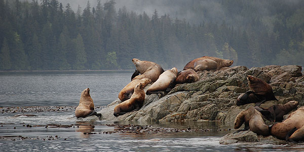 Sea Lions on the rocks