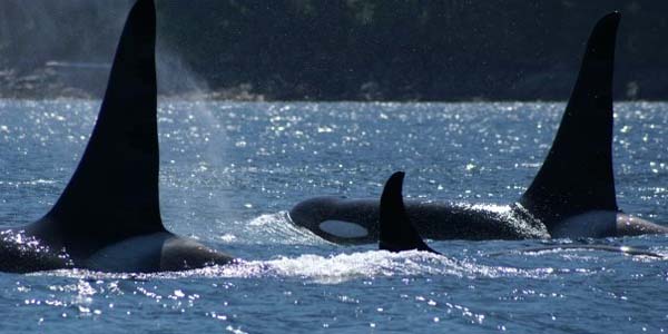 A30 orca pod