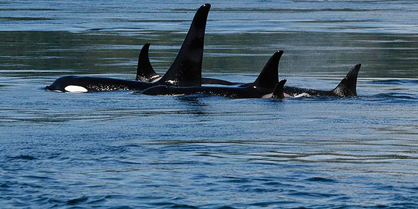 Close up orca pod