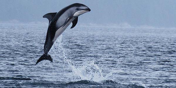 A dolphin getting some air time