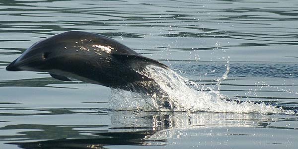 Dolphin making a quick jump while swimming
