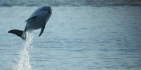 Dolphin launching out of the water