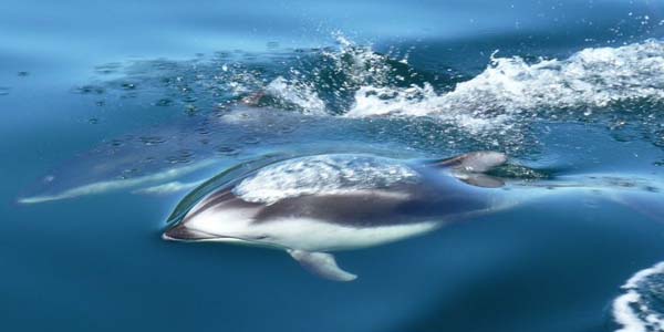 Dolphin swimming just under the oceans surface