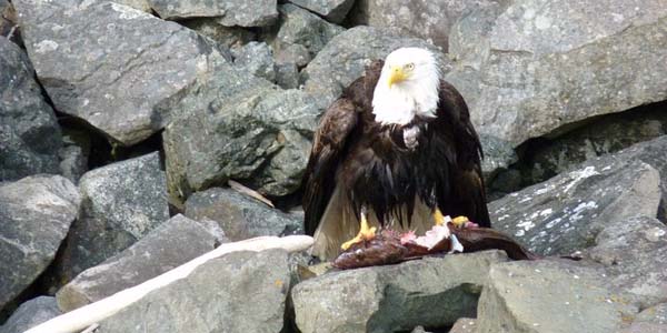 An eagle eating a cod for lunch