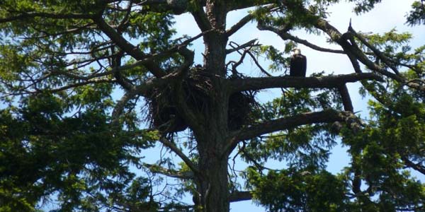 Eagles protecting the nest