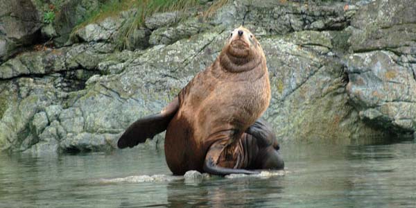 A local sea lion waving hello