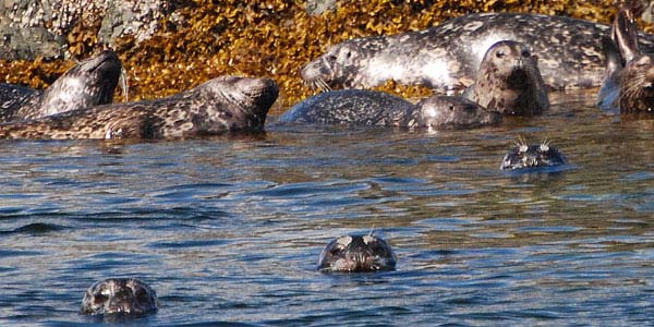 Seals in their usual hangout