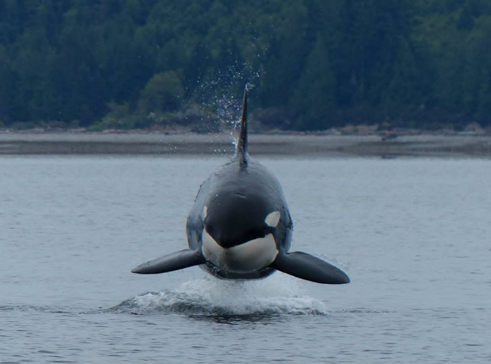Picturesque pod of orcas