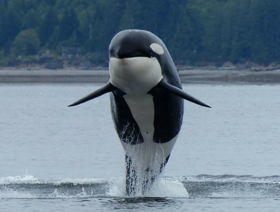 Orca blowing mist