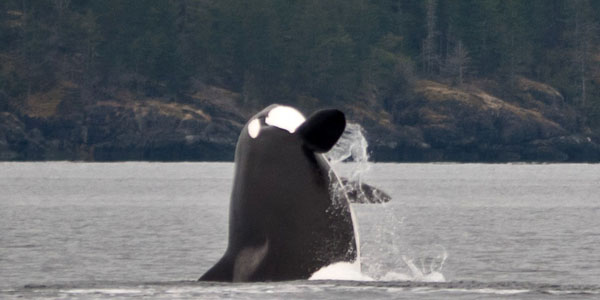 A nearby orca breaches the ocean surface