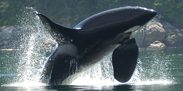 Orca making a majestic breach