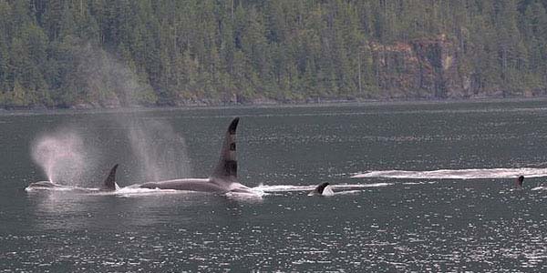 Orca pod relaxing and blowing off some steam