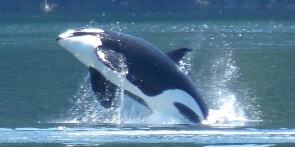 Orca breaching onto its side